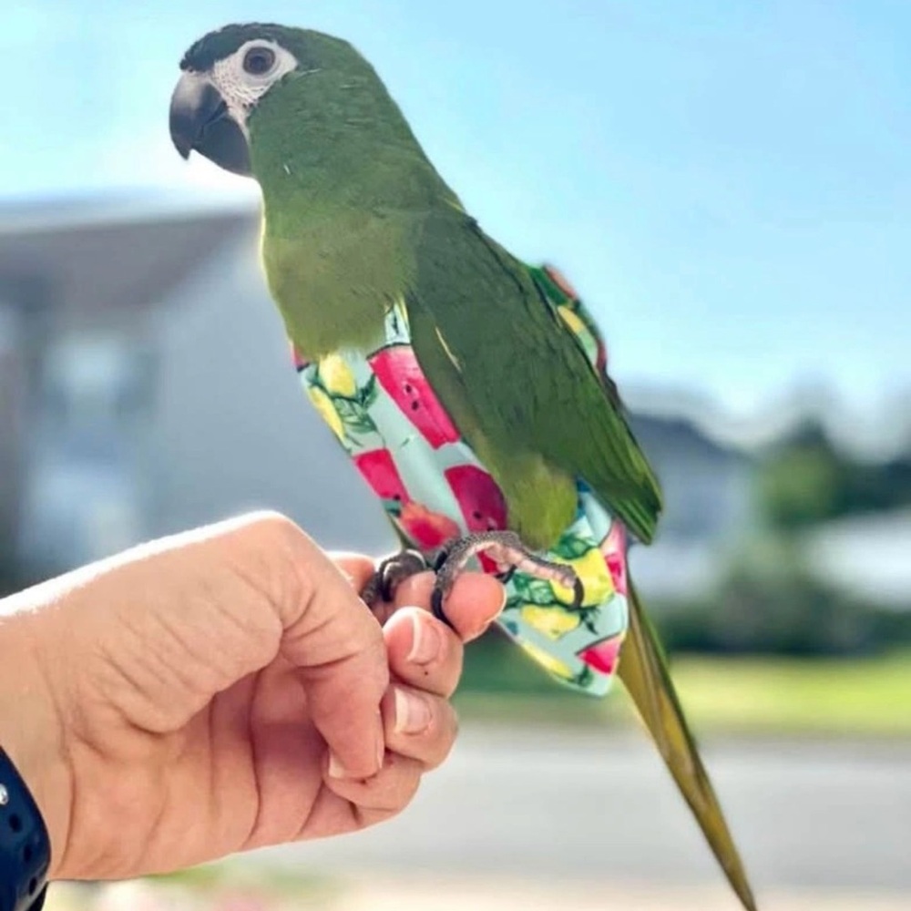 Bird Flight Suit + Diaper (no bird for sale)
